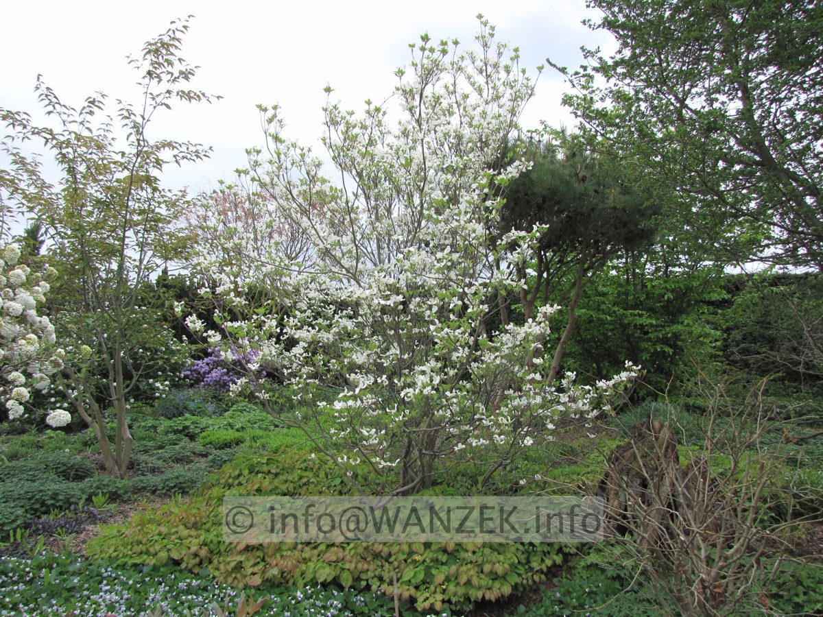 Cornus florida - Solitaer Anfang Bluete.JPG